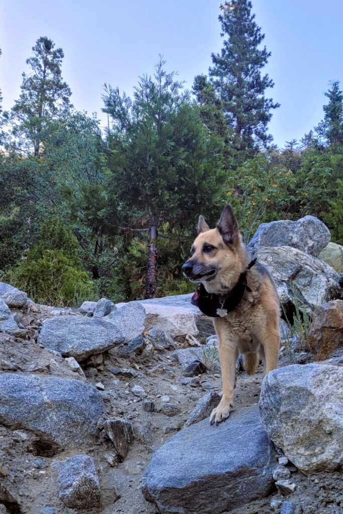 Montana in mountains