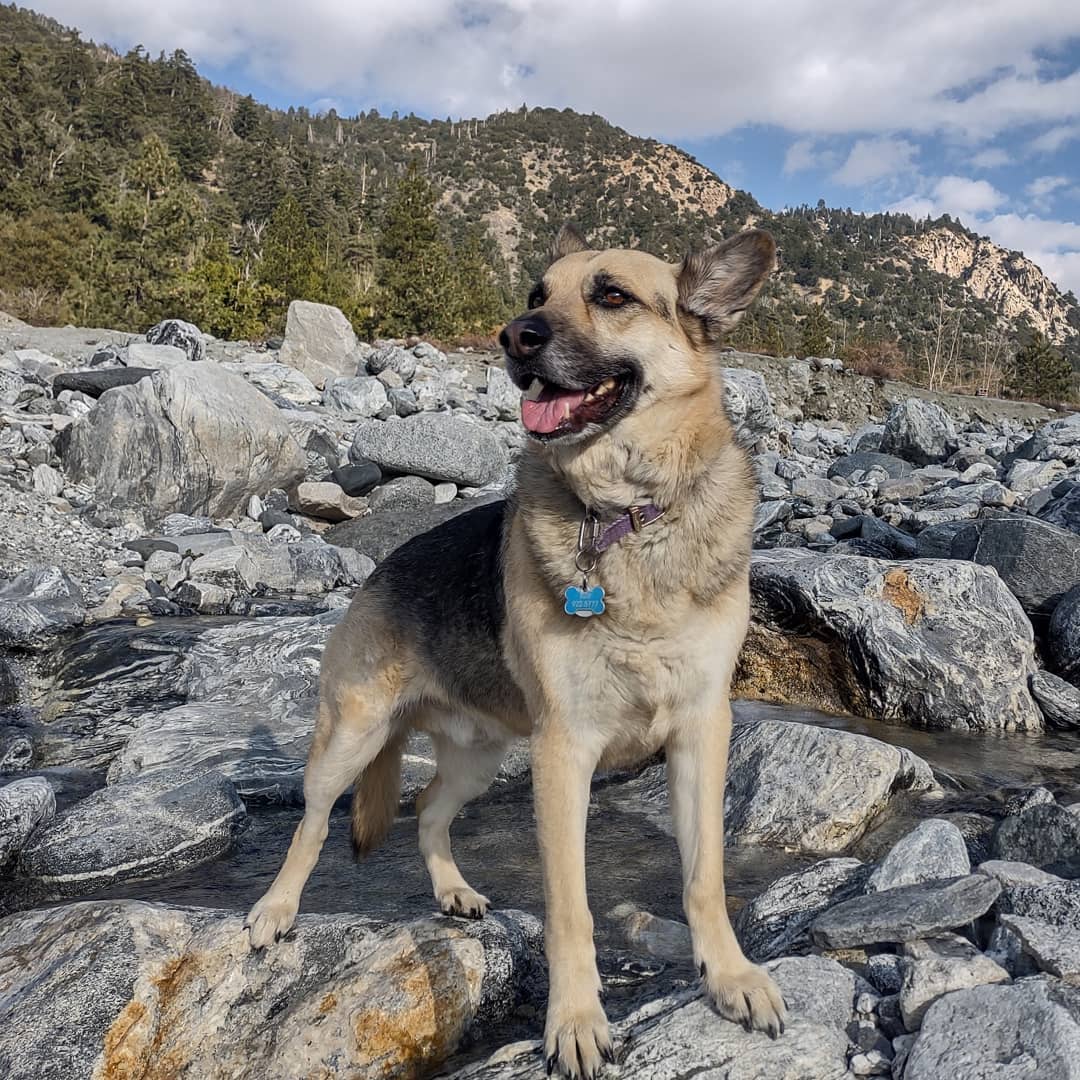 Montana my German sheppard