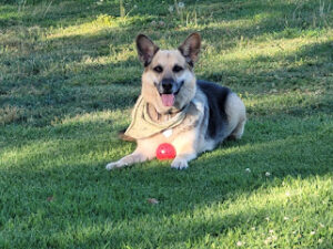Montana my German Sheppard dog